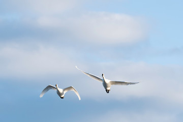 Obraz premium Whistling swans flying in Lake Hyoko, Niigata prefecture, Japan