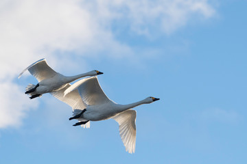 Whistling swans flying in Lake Hyoko, Niigata prefecture, Japan