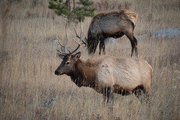 Elk in the meadows during the autumn season 