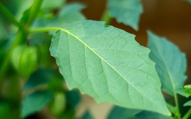 Physalis angulata leaf (ciplukan leaf) on tree.