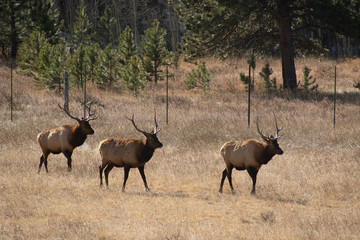 Elk in the meadows during the autumn season 