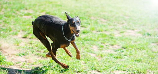 草原を走るドーベルマン