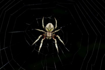 ARAÑA NOCTURNA