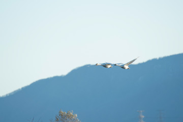 Whistling swans flying in Lake Hyoko, Niigata prefecture, Japan