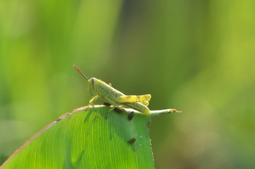 grasshopper on leaf