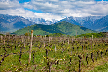 Fototapeta na wymiar Landscape of a vineyard against a backdrop of mountains