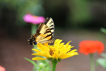 butterfly on a flower