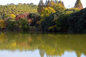 池の周囲で黄色や赤に色づいていた木々が朝日に照らされている風景