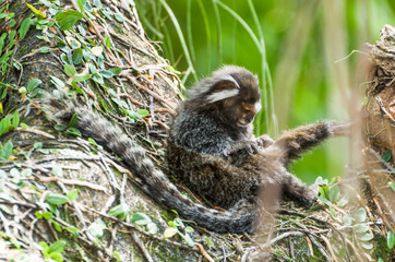 Beautiful marmoset monkey (Callithrix jacchus) found in large quantities in the city of Salvador in Brazil