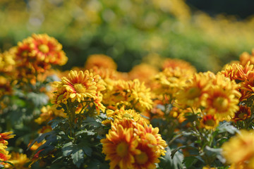 Colorful yellow Chrysanthemum flower
