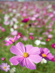 満開のコスモス畑
