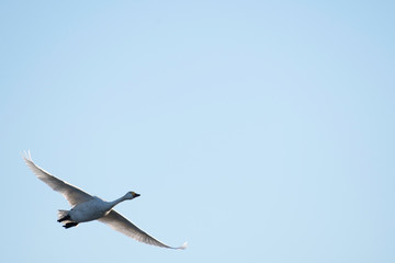Whistling swan in Hyoko, Niigata prefecture, Japan