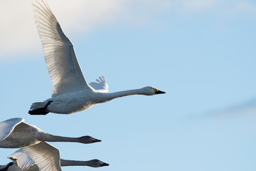 Whistling swan in Hyoko, Niigata prefecture, Japan