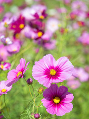 満開のコスモス畑