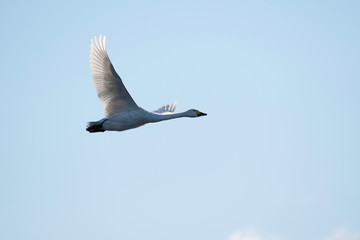 Whistling swan in Hyoko, Niigata prefecture, Japan