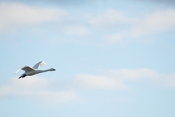 Whistling swan in Hyoko, Niigata prefecture, Japan