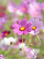 Obraz premium 満開のコスモス畑