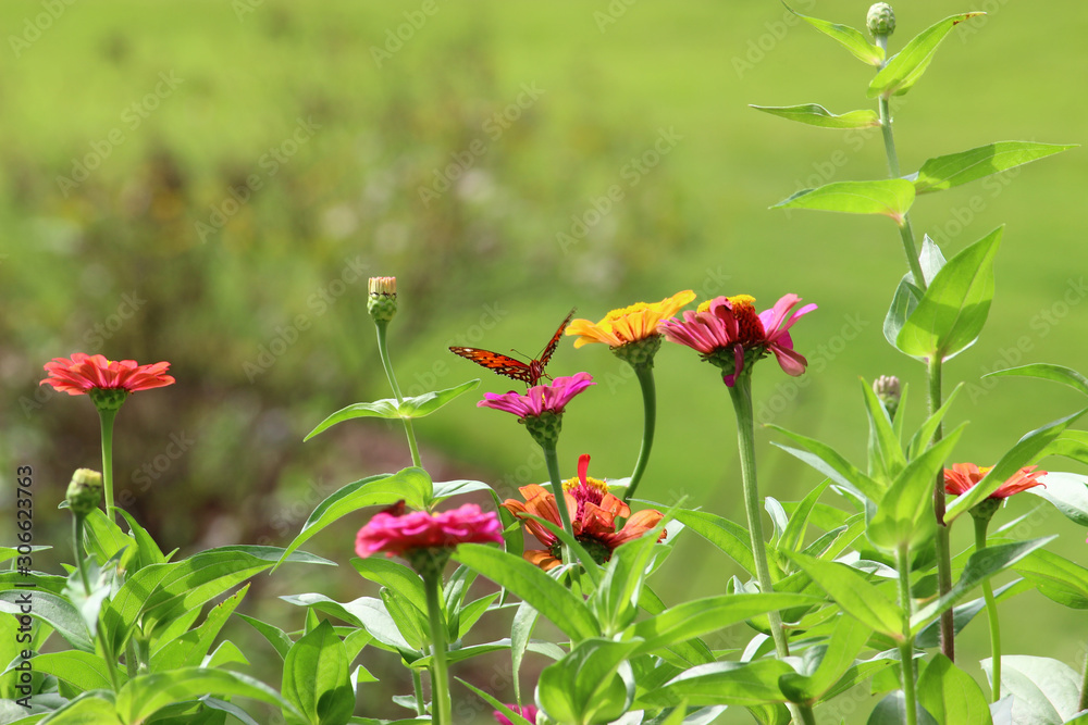 Wall mural butterfly on a flower