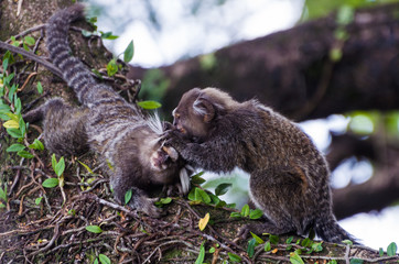 Beautiful marmoset monkey (Callithrix jacchus) found in large quantities in the city of Salvador in Brazil