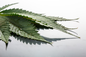  cannabis leaves with water droplets