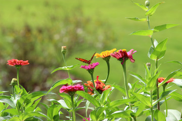 butterfly on a flower