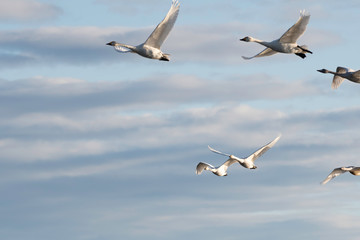 Whistling swans flying in the morning, in Lake Hyoko, Niigata prefecture, Japan