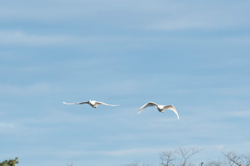 Whistling swans flying in the morning, in Lake Hyoko, Niigata prefecture, Japan