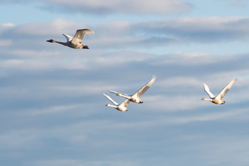 Whistling swans flying in the morning, in Lake Hyoko, Niigata prefecture, Japan