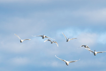 Whistling swans flying in the morning, in Lake Hyoko, Niigata prefecture, Japan