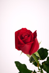 Single beautiful red rose on white