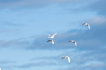 Whistling swans flying in the morning, in Lake Hyoko, Niigata prefecture, Japan
