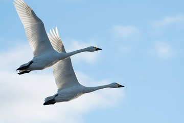 Whistling swans flying in the morning, in Lake Hyoko, Niigata prefecture, Japan