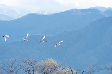 Whistling swans flying in Lake Hyoko, Niigata prefecture, Japan