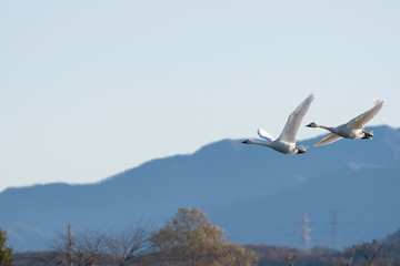 Whistling swans flying in Lake Hyoko, Niigata prefecture, Japan