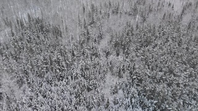 Drone flight above the treetops looking down into a winter scene of leafless deciduous and evergreen tress in a boreal forest.  Animal tracks can be seen in the snow on the forest floor.  