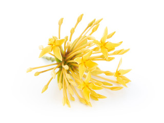 Yellow spike flower isolated on white background. Clipping path