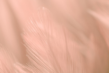 Blur Bird chickens feather texture for background, Fantasy, Abstract, soft color of art design.