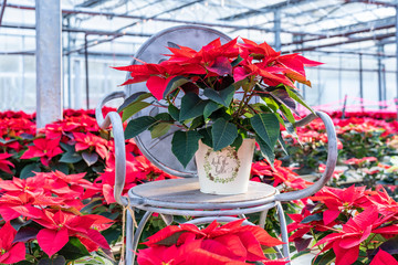 Poinsettia flowers ready for Christmas.