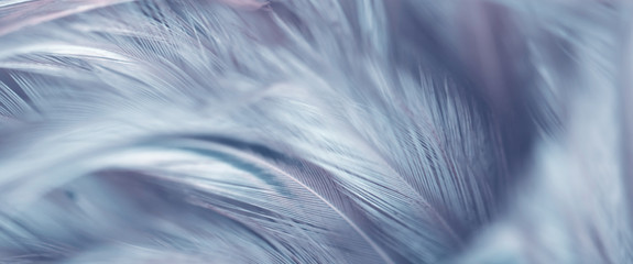 Blur Bird chickens feather texture for background, Fantasy, Abstract, soft color of art design.