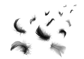 Beautiful black swan feathers floating in air isolated on white background