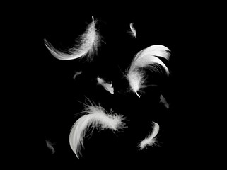 Beautiful group white feather floating in air isolated on black background