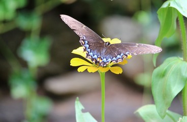 butterfly on a flower