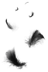 Obraz premium Beautiful black swan feathers floating in air isolated on white background