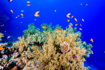 Coral Reef at the Red Sea, Egypt