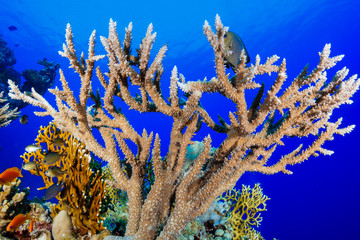 Coral Reef at the Red Sea, Egypt