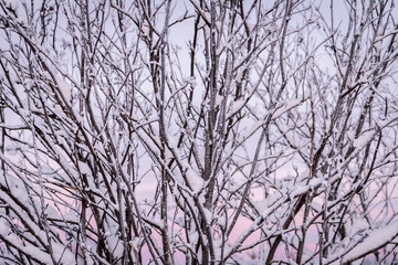 The branch of tree has covered with heavy snow and sunset time in winter season at Holiday Village Kuukiuru, Finland.