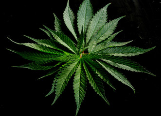 Fototapeta na wymiar cannabis leaves with water droplets