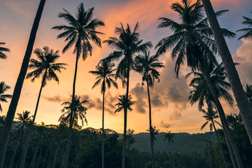 Palm trees on a colourful sunset background. 