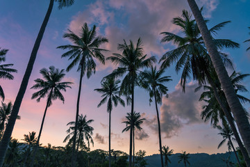 Naklejka premium Palm trees on a colourful sunset background. 