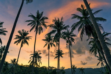 Palm trees on a colourful sunset background. 